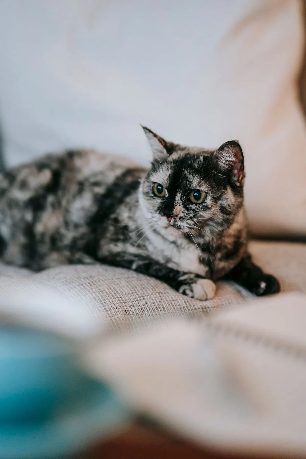 A cat resting on a sofa at home