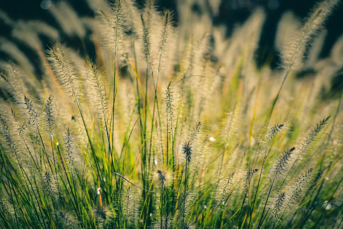 A sunlit meadow